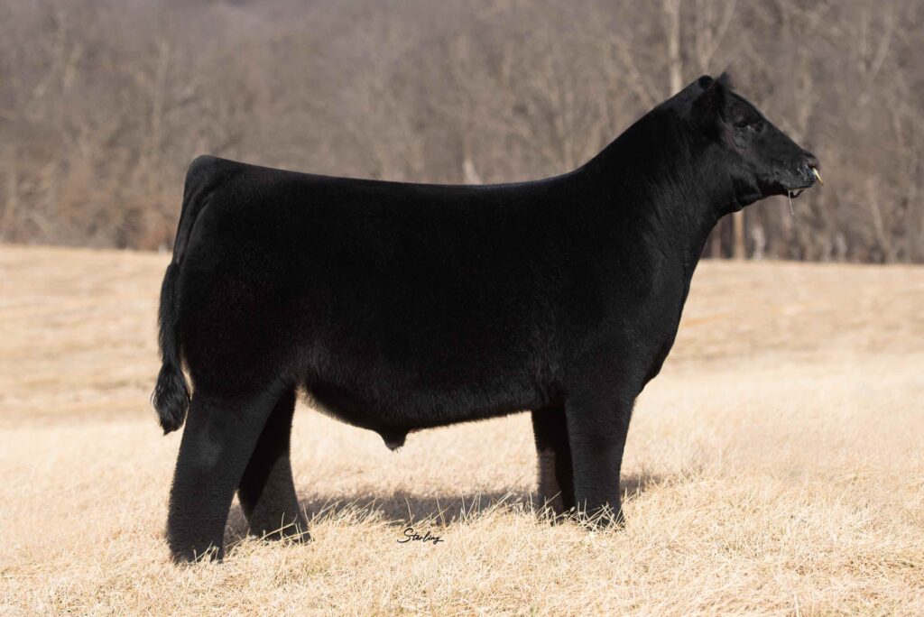 Product categories Maine-Anjou Sires Archive | Midwest Genetics